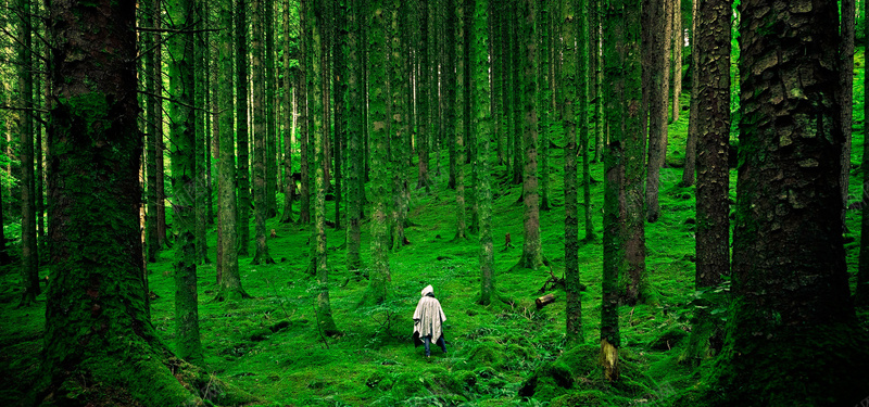 绿色植物森林banner背景