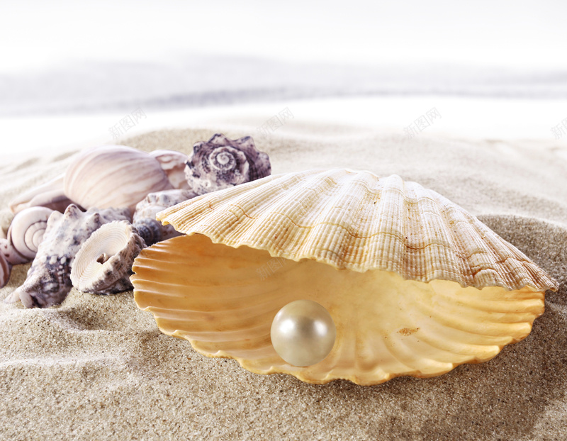 珍珠贝壳jpg设计背景_新图网 https://ixintu.com 珍珠 贝壳 白色 摄影 风景 沙滩喜欢