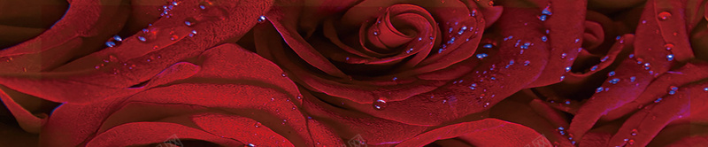 红色水滴玫瑰背景图片背景