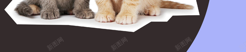 萌宠小猫咪简约扁平广告jpg设计背景_新图网 https://ixintu.com 可爱 扁平 清新 猫咪 萌宠 几何 圆圈 色彩 广告