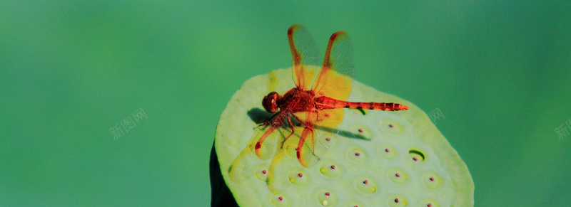 秋日红蜻蜓摄影背景背景