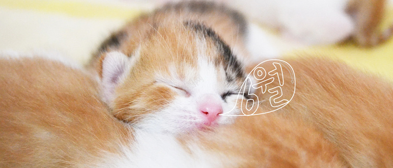 可爱猫咪背景jpg设计背景_新图网 https://ixintu.com 海报banner 动物 可爱 小猫 淘气 卡通 童趣 手绘