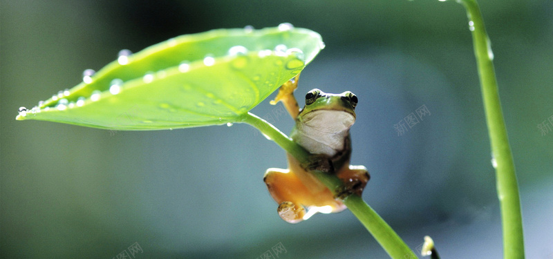 可爱小青蛙背景