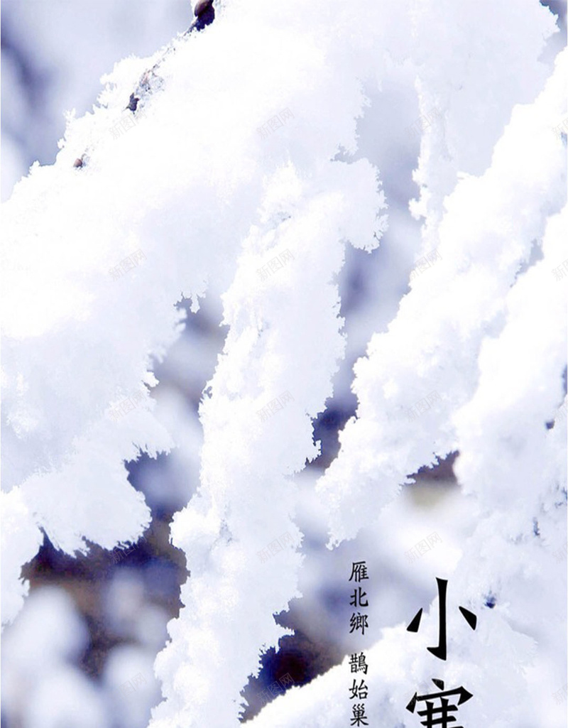 松树上的白雪H5素材背景jpg设计背景_新图网 https://ixintu.com 小寒 松树 白雪 节气 H5素材