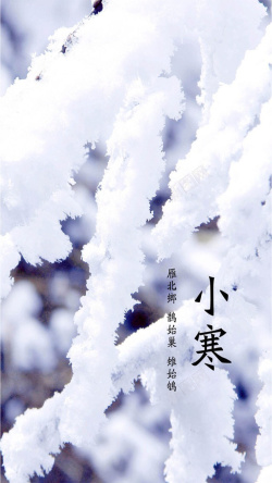 松树上的厚雪松树上的白雪H5素材背景高清图片