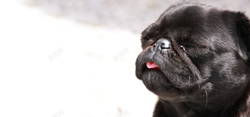 可爱的小黑狗吐舌背景背景