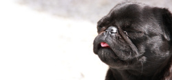 舌头海报可爱的小黑狗吐舌背景高清图片