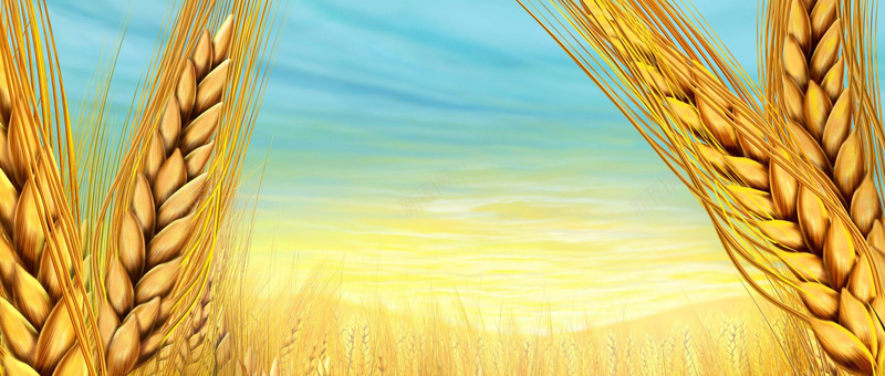 手绘丰收的小麦jpg设计背景_新图网 https://ixintu.com 丰收 小麦 手绘 秋天 金黄 海报banner 卡通 童趣