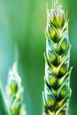 成熟麦穗绿色简约芒种二十四节气宣传海报高清图片