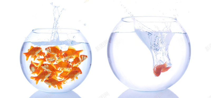 两个鱼缸背景jpg设计背景_新图网 https://ixintu.com 海报banner 玻璃 金鱼 鱼缸 水
