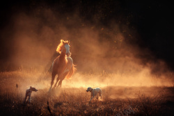 两个小狗两个小狗陪着的奔跑骏马高清图片