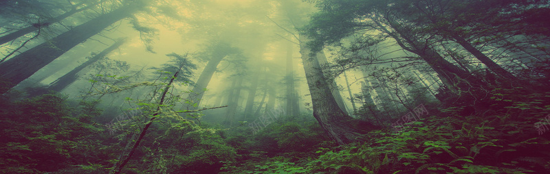 雾气原始森林阴森背景背景