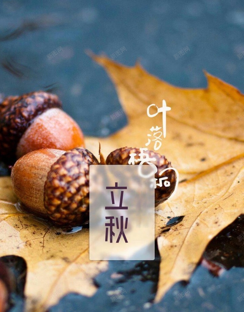 枫叶上的松果节气H5背景jpg设计背景_新图网 https://ixintu.com 文字控 立秋 节气 秋天 秋季 H5背景 枫叶 松果 水 地板 H5 h5 文艺 小清新 简约