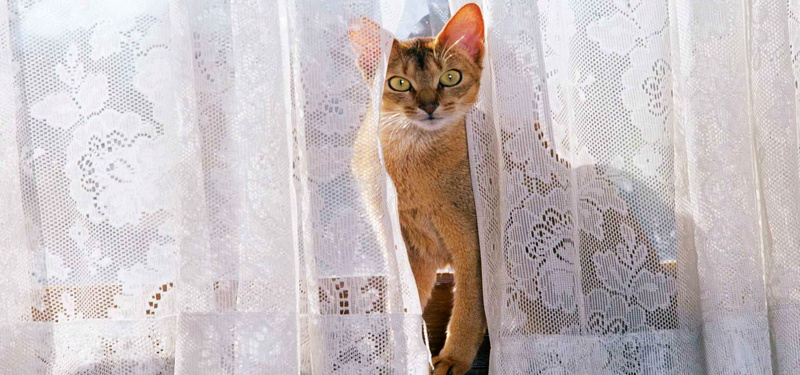 白色窗帘猫咪背景