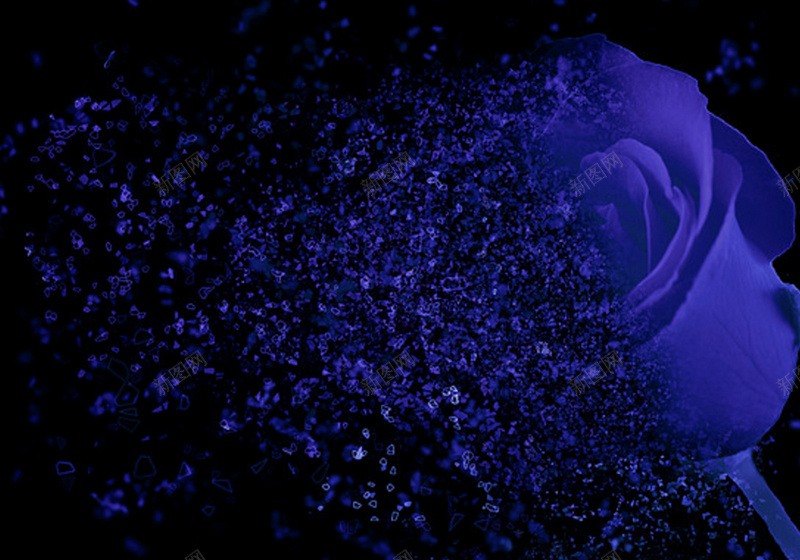 紫色玫瑰背景jpg设计背景_新图网 https://ixintu.com 扩散 浪漫 玫瑰 紫色 质感 纹理