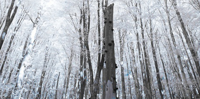 抬头看雪景jpg设计背景_新图网 https://ixintu.com 树 白色 摄影 风景 抬头看雪