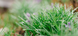 粘露珠的绿植文艺清新绿植草丛背景高清图片