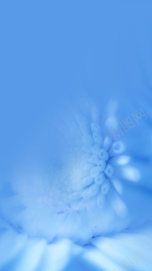 蓝色花卉H5背景背景