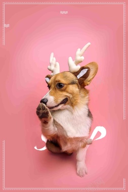 宠物之家宠物店卡通海报背景