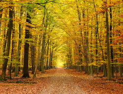 枫树林分割线秋天的枫树林公路高清图片