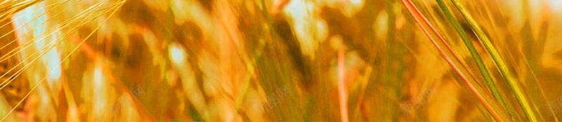 24节气芒种海报jpg设计背景_新图网 https://ixintu.com 二十四节气海报 节气海报 收割 芒种 麦子 户外 卡通 夏季 风景