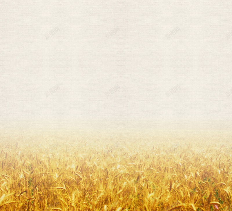 淘宝首页背景图jpg设计背景_新图网 https://ixintu.com 首页背景 黄色 纹理 水稻 清晰 温暖 大气