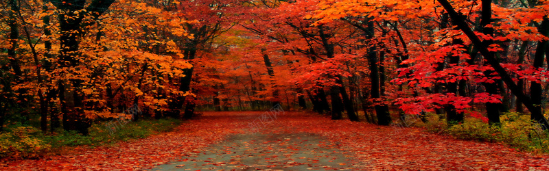 秋天红色枫叶背景背景