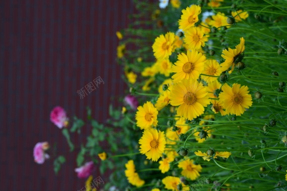 黄色的小花花背景