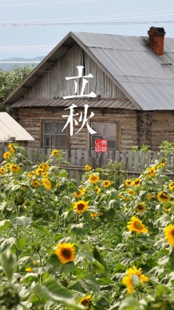 向日葵花田木屋向日葵花田H5背景高清图片