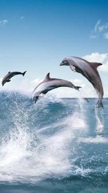 海豚浪花H5背景背景