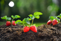 春暖生机草莓生长状态极好的大草莓高清图片