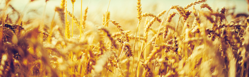 金黄色麦子背景背景