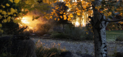 庭院树秋天背景高清图片