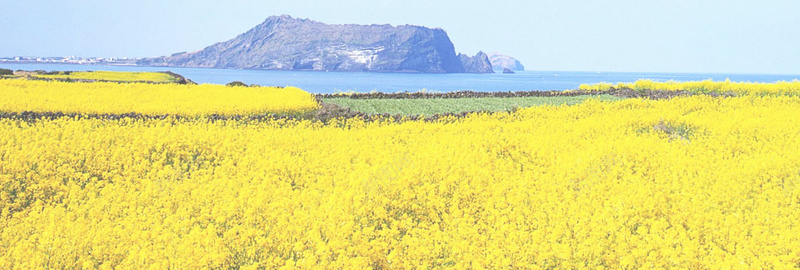 油菜花背景jpg设计背景_新图网 https://ixintu.com 海报banner 摄影 风景 山水蓝色黄色