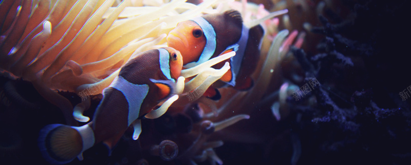 海报背景图片jpg设计背景_新图网 https://ixintu.com 海报banner 摄影 风景 漂亮的海底生物