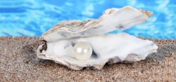 美丽的贝壳沙滩上的珍珠贝壳高清图片高清图片