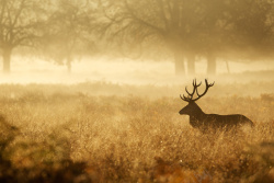 雾气缭绕雾气缭绕草丛中的红鹿高清图片