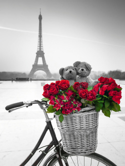 黑白埃菲尔铁塔黑白调子中的红玫瑰高清图片