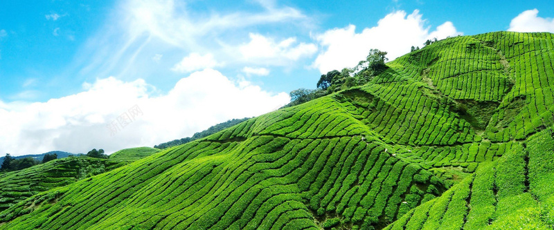 绿色茶园背景背景
