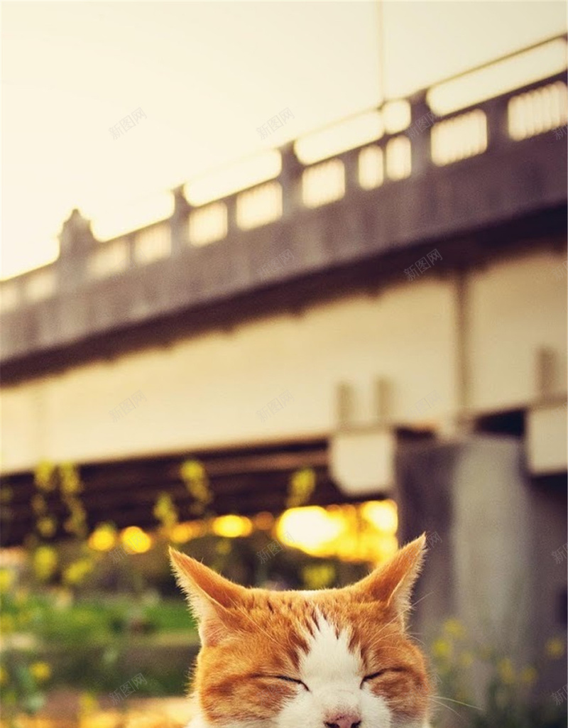 午憩的小猫H5背景jpg设计背景_新图网 https://ixintu.com 可爱 猫咪 石板 黄色 桥 H5背景 H5 h5