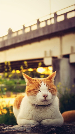 黄色的桥午憩的小猫H5背景高清图片