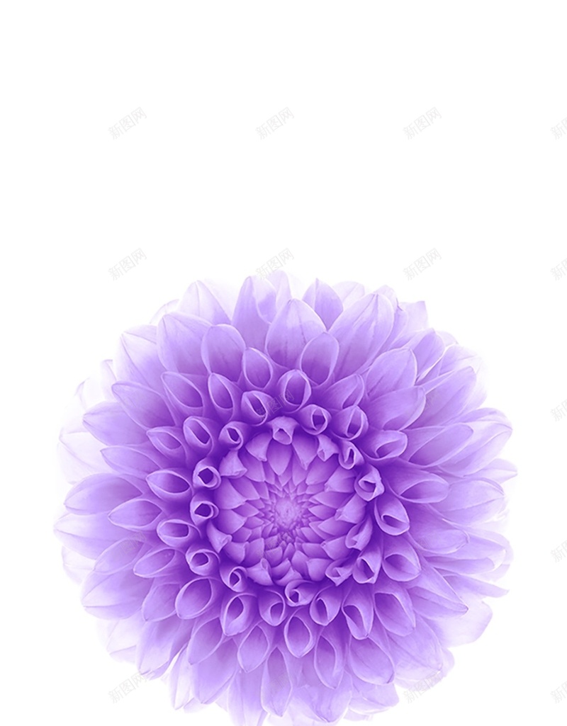 白色背景紫花H5背景jpg设计背景_新图网 https://ixintu.com 小清新 摄影 白色 紫色 花卉 H5 h5 文艺 简约