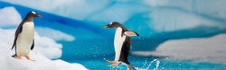 寒冷企鹅可爱企鹅玩水背景高清图片