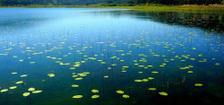绿色的湖面风景摄影高清图片