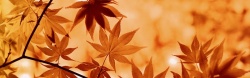 褐色枫叶深秋的枫叶高清图片