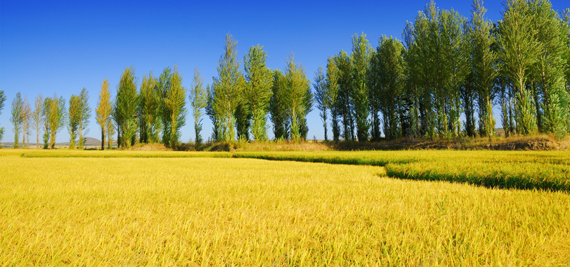 唯美稻田jpg设计背景_新图网 https://ixintu.com 绿色树木 蓝天 摄影风景 海报banner 摄影 唯美稻田 风景