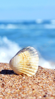 碧海蓝天沙滩贝壳图片背景