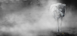 雾中雾中的一匹狼高清图片
