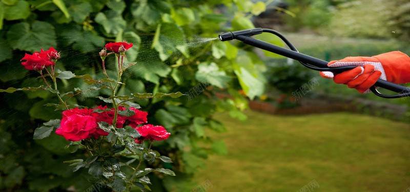 给花卉喷洒农药jpg设计背景_新图网 https://ixintu.com 海报banner 月季花 红色花 农药 花卉