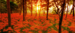 冬女装红色背景橙红色秋季树林背景高清图片